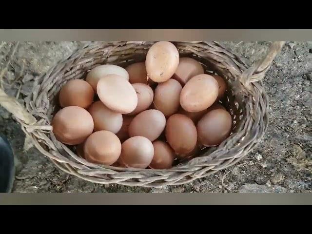 A day with our free range chickens Thank you for the eggs