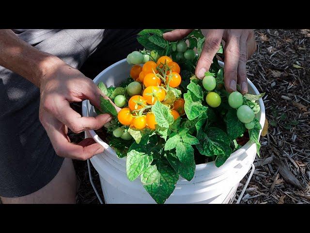 How to Grow TOMATOES in CONTAINERS, Complete Growing Guide