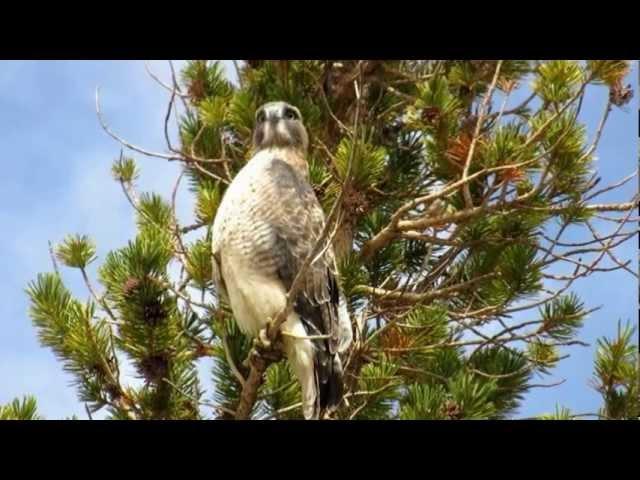 Swainson's Hawk (Buteo swainsoni) at Yosemite National park near Cathedral lake