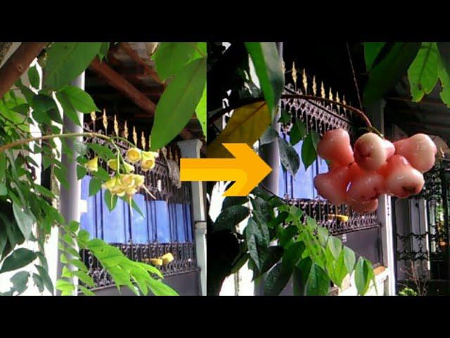 Jambu Air di Surabaya | Water Apple Timelapse
