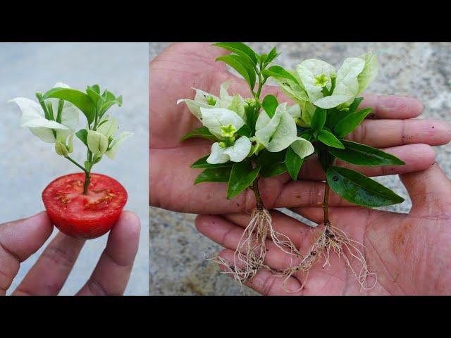 Grow Bougainvillea from cuttings Easy Method | How to grow bougainvillea