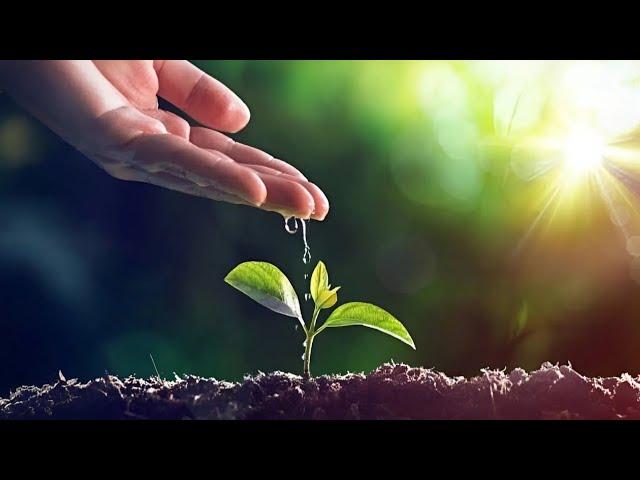 NGHỆ THUẬT TRỒNG TRÀ XANH •「Truyện Audio Full」• HLHN