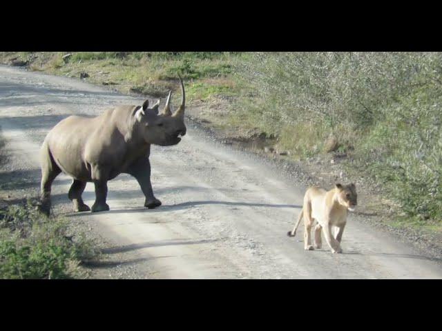 Rhino Mother Defends Calf Against Lioness