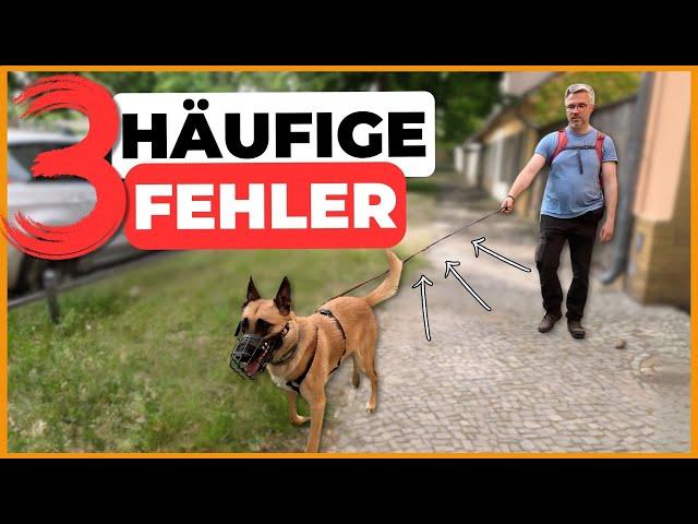 ️Hund Ziehen abgewöhnen – Vermeide diese 3 FEHLER!