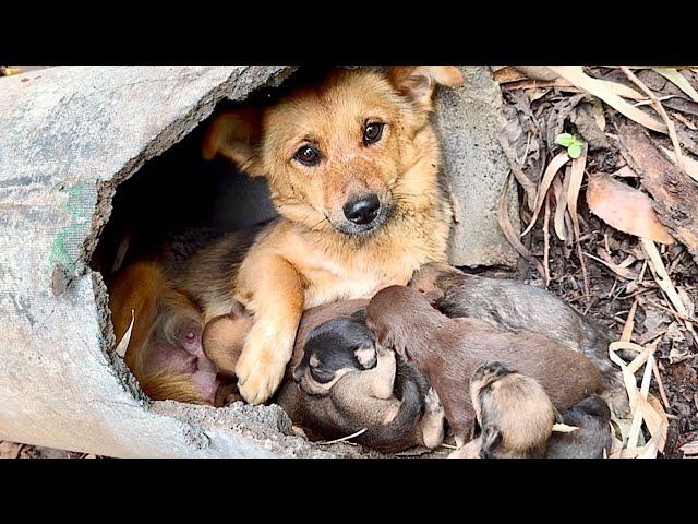 A smart dog mom and her 6 newborn puppies — a powerful moment of pure motherly love! ️️️
