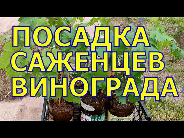 УПЛОТНЁННАЯ ПОСАДКА САЖЕНЦЕВ ВИНОГРАДА