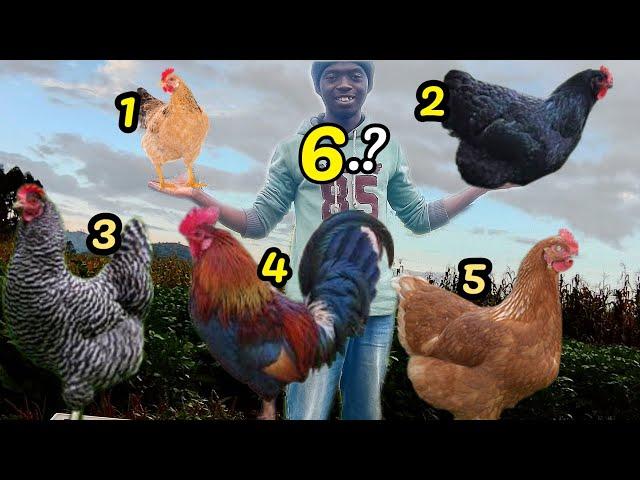 6 Best Breeds For Backyard Chickens (and why they matter)