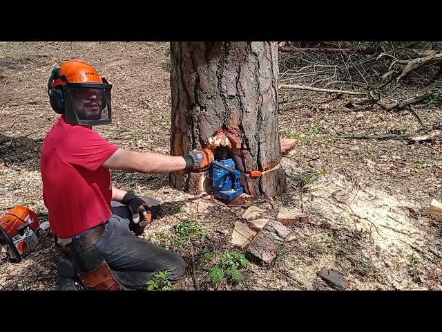 Валка наклоненой сосны // Сложное дерево // Stihl ms661