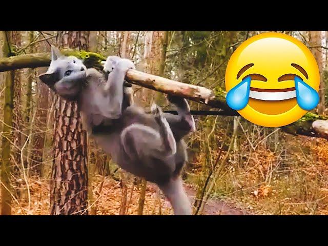 Funniest Cat Fails Compilation - Funniest Cat Videos || PETASTIC 