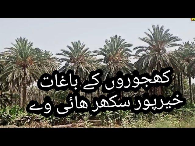 KHAJOOR / DATE FRUIT FARM KHAIRPUR SUKKUR MOOMAL TV