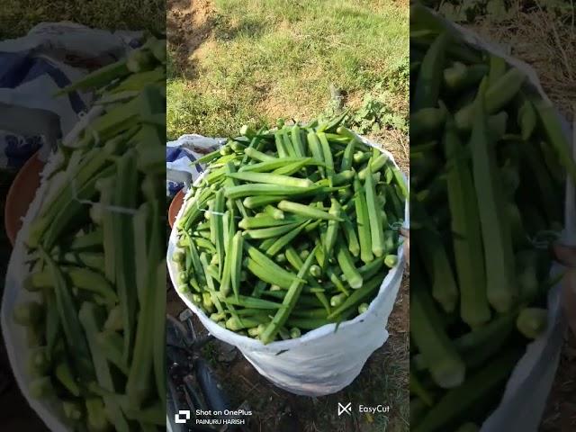 lady's finger vegetables  farming in my fields || Harishfarmss || Organic farming