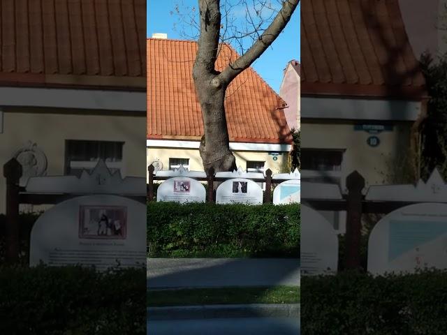 Луизин столб в Зеленоградске