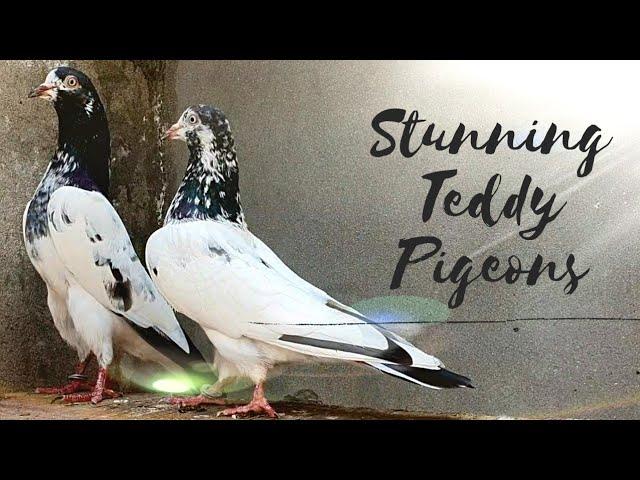 High Flying Teddy Pigeons in Pakistan - Teddy Kabootar