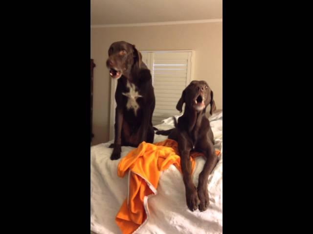 Howling Hounds . . . so hysterical!