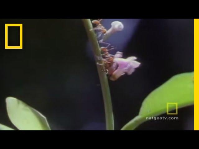 Leafcutter Ants | National Geographic