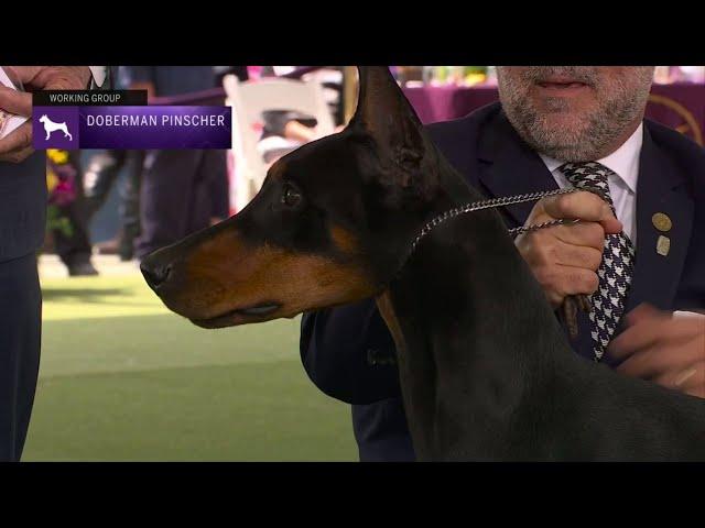 Doberman Pinschers | Breed Judging 2023