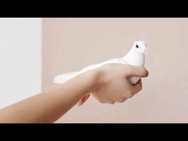 Peaceful and Relaxing Piano Songs| Epidemic Sound