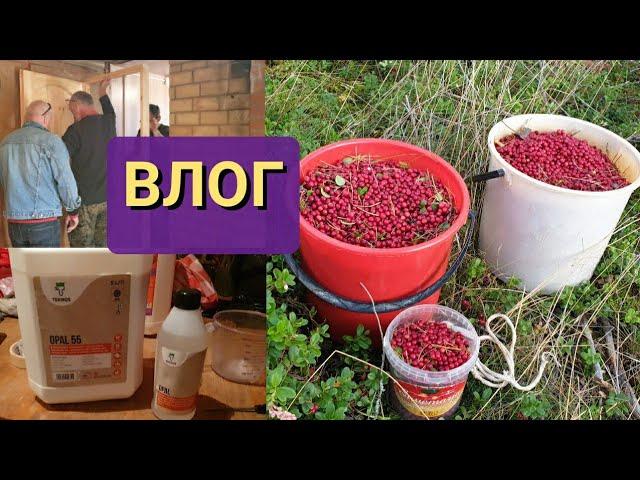 Vlog. How to quickly pick lingonberries?Combine for picking berries.Very fast and easy! Lake Peipsi