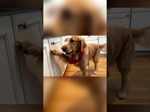  Max Home Alone – Dog Vlog! 