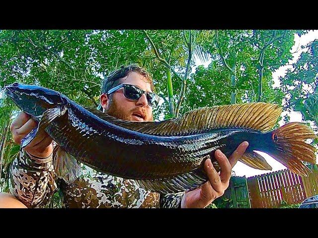 Bullseye Snakehead Kayak Fishing Urban Florida Canals!!