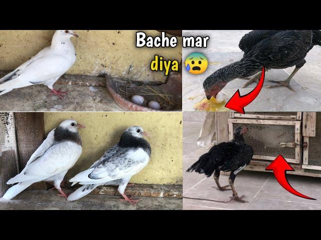 Murgi  kabootari ka anda kha gai  Bache mar gae 