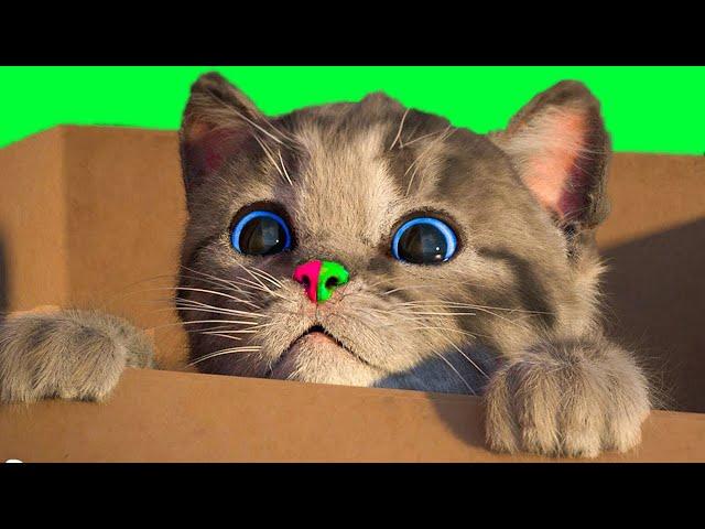 LITTLE KITTEN ADVENTURE - PRESCHOOL FUN GAME WITH ANIMALS AND A CAT (CARTOON ANIMATED VIDEO)