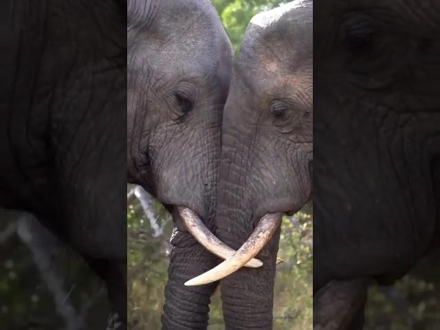 Touching is one of the primary ways elephants communicate to show they care