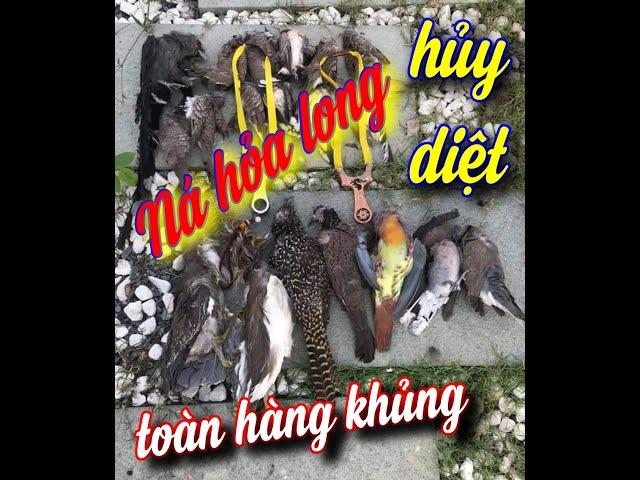 Ná cao su đi săn hủy diệt,cu xanh,vạc,cò,cu cườm,cu ngói.