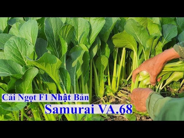 Cải Ngọt F1 Nhật Bản Samurai VA.68