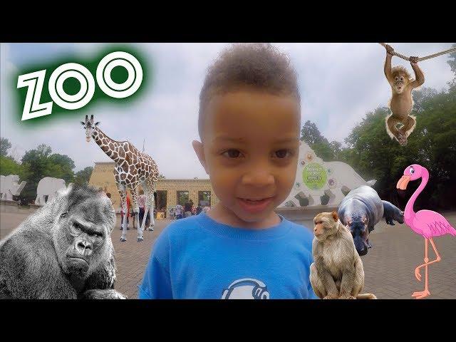 ZOO Animals! Zanderman fun at the Memphis Zoo with gorilla, monkey, lion, giraffe, & hippo!