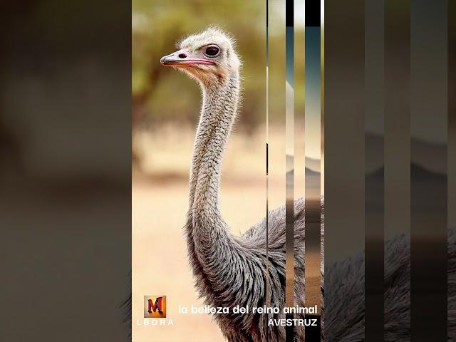 OSTRICH LA BELLEZA DE L REINO ANIMAL #curiosidadesanimales #animals  #wildlife #animalescuriosos