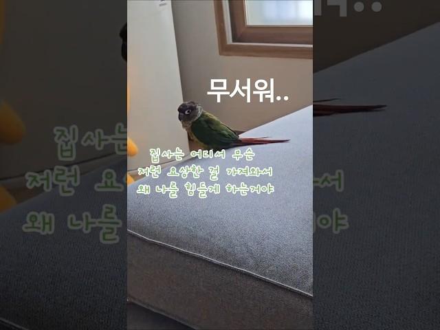 장군이는 겁이 많아요...    #코뉴어 #코뉴어그램 #앵무새 #앵집사 #그린칙 #옐로우사이드 #썬칙 #집사 #반려동물 #conure #parrot #greencheek #pets