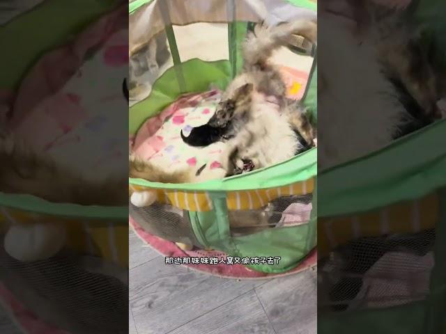 看起来还是更爱小娇妻……