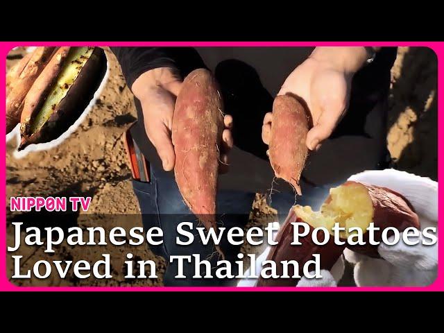 Substandard Japanese sweet potatoes gaining popularity in Thailand