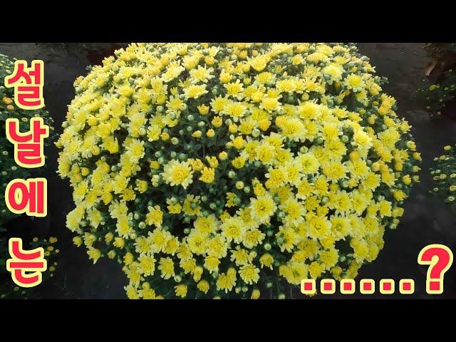 베트남시골이야기 꽃동네로변신한 왕촌전원일기 (kiengiangtv)