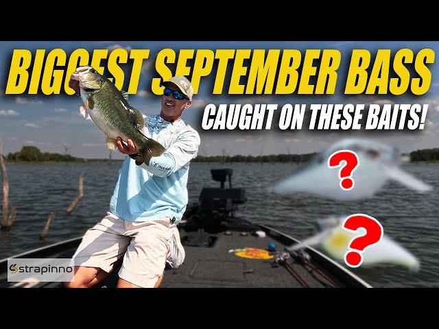 I Caught the Biggest Bass In September with these baits!