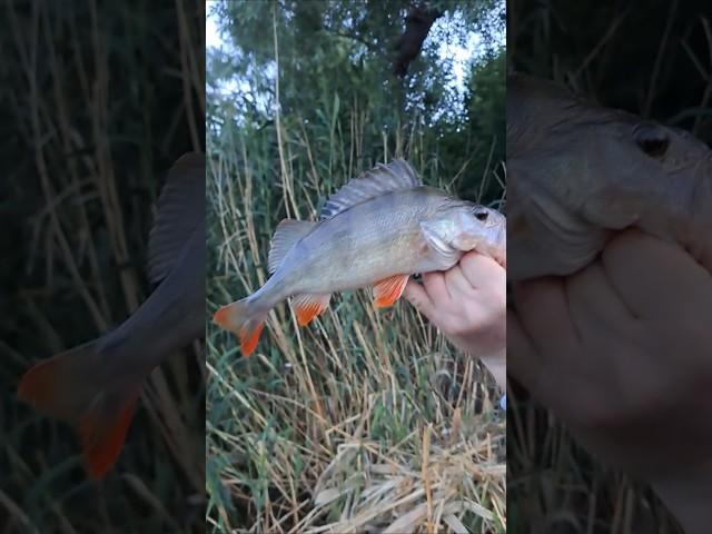 Настоящий BIG-FISH #fishing #рыбалка #carpfishing
