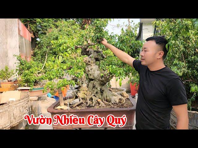 Lộ diện vườn cây toàn đồ chất của bạn Tuấn Tóc Quỳnh hồng Quỳnh phụ Thái bình