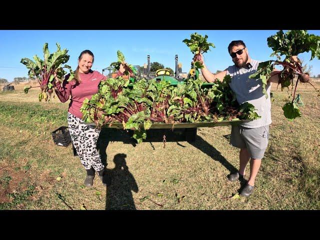 From Garden to Pantry & Field to Freezer: Homestead Life