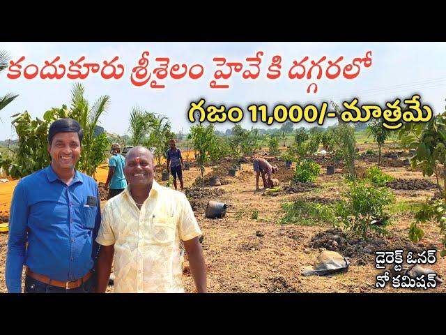 గజం 11,000/- మాత్రమే కందుకూరు శ్రీశైలం హైవే కి దగ్గరలో || Farm Land Plots || Srisailam Highway PLots