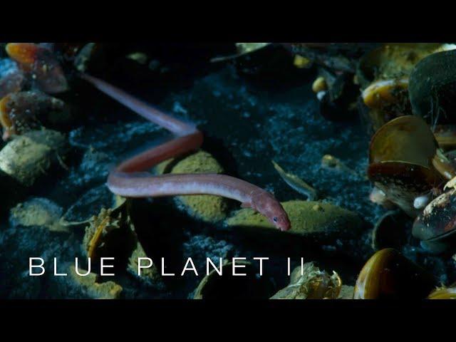 Brine pool of death - Blue Planet II: Episode 2 Preview - BBC One