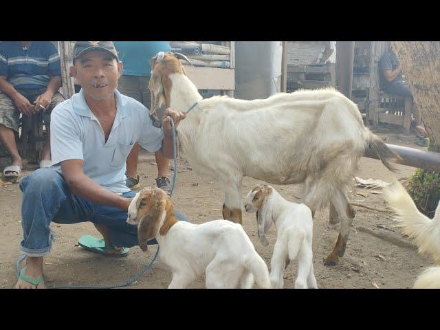 SULIT CARI PAKAN BABON LANGANAN BERANAK 2. DI OBRAL