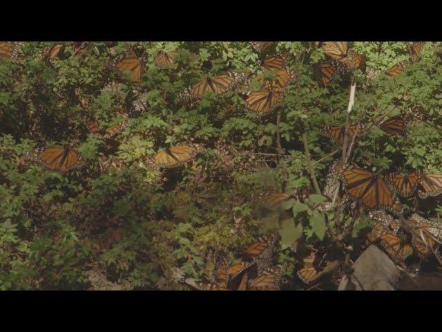 Monarch butterfly may soon be labeled as threatened under Endangered Species Act