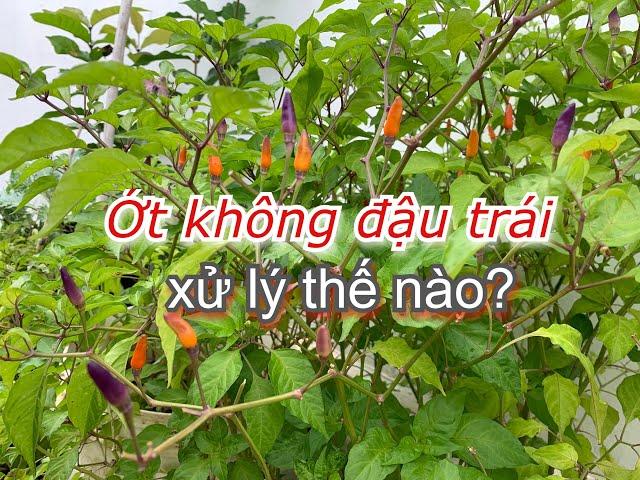 Cây Ớt không nở bông đậu trái, xử lý ra sao? | THÍCH TRỒNG CÂY TV