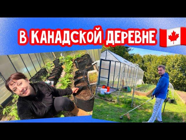 Высаживаем картошку в сумки// окуриваем пчёл от клеща//Жизнь в Канадской Деревне