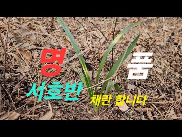 25년 난 캐는 재주가 없어서 서호반A급만 데리고 옵니다. The Best Orchids in the Wild in Korea