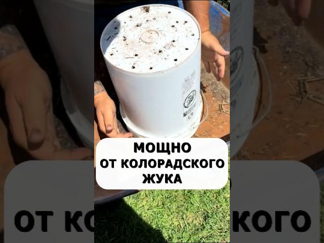 Мощное средство от колорадского жука без химии #огород #дача #сад #вредители #колорадскийжук