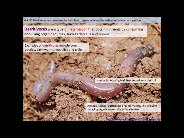 IB Biology: 4.1 Species, Communities, and Ecosystems