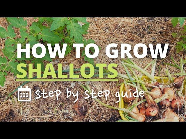 How to Grow Shallots