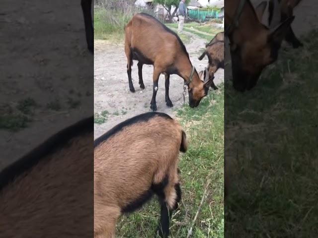  Вечерняя прогулка/Белое золото /Наши козочки ️